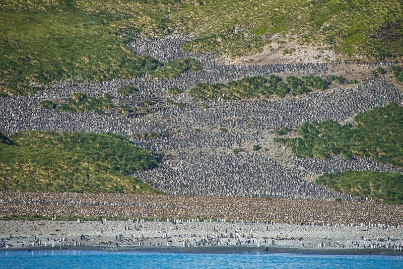 Giant King penguins