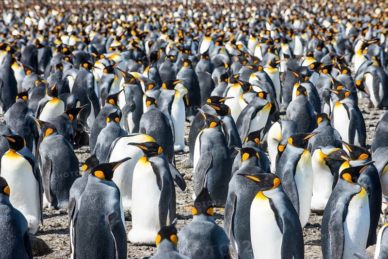Giant King penguins