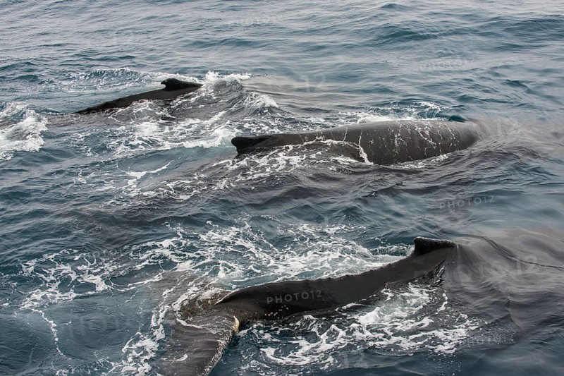 Humpback whale