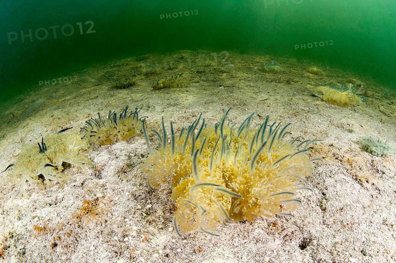 Mangrove jellyfish