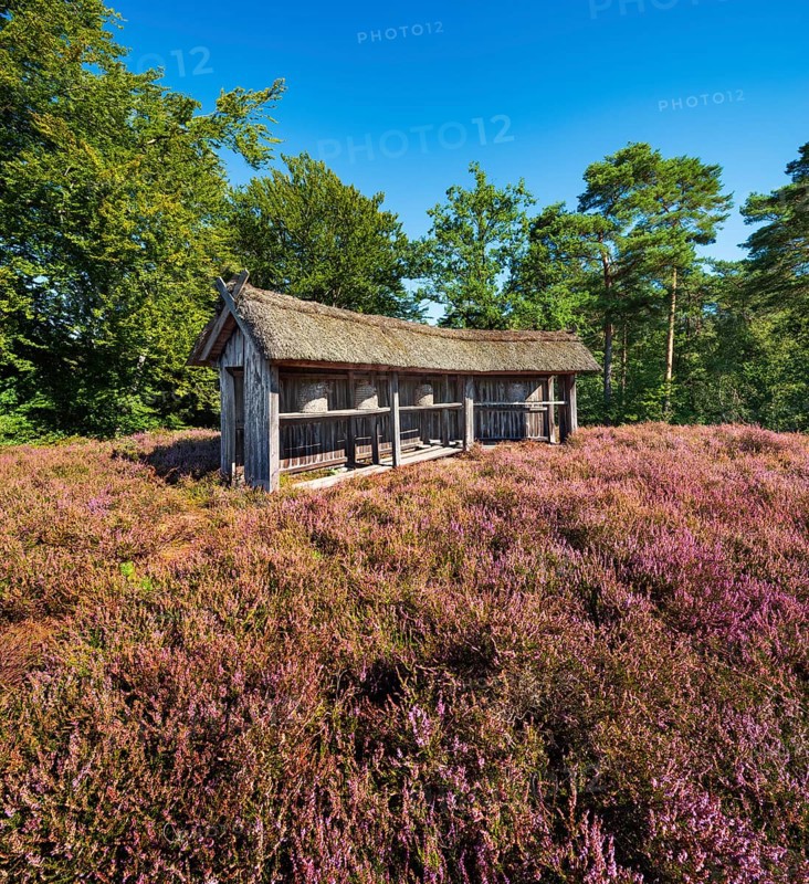Typical heath landscape with traditional bee fence and flowering heather