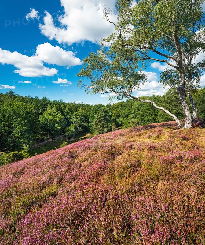 Typical heath landscape with flowering heather and birch trees on hill
