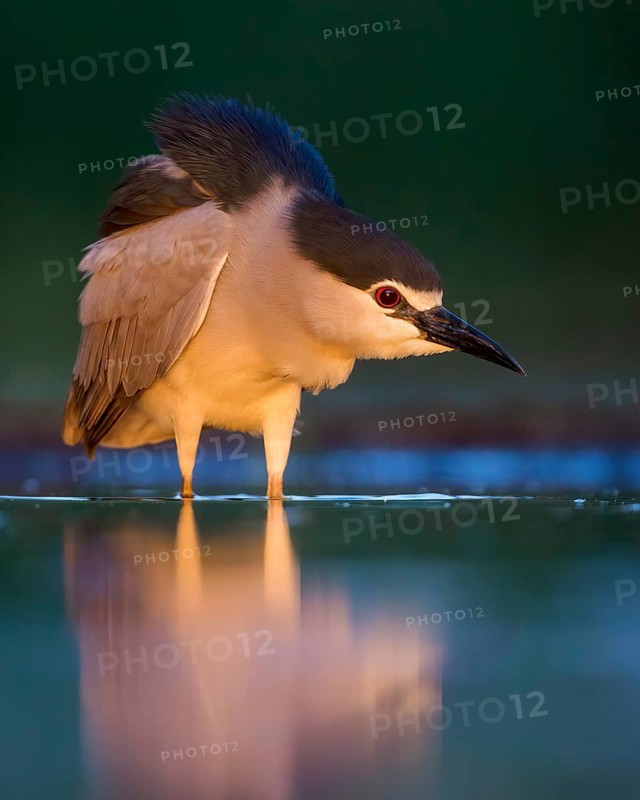 Black-crowned night heron