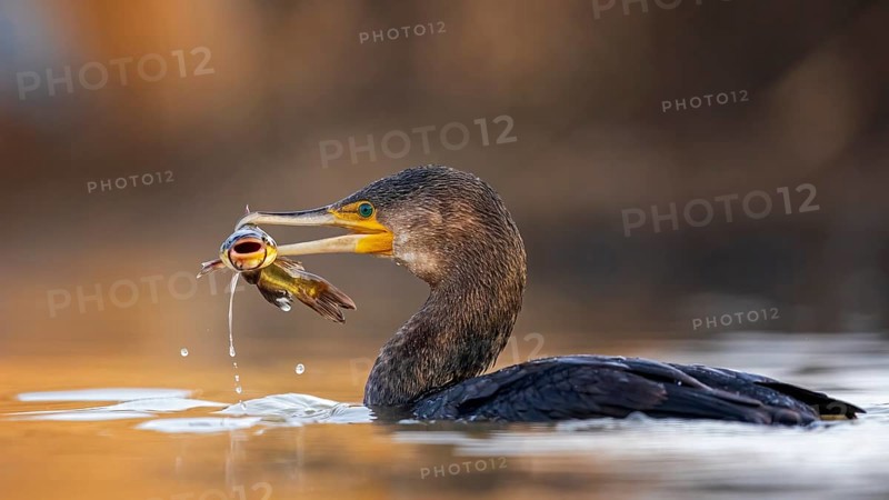 Great cormorant