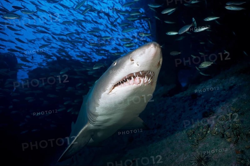 Sand tiger shark