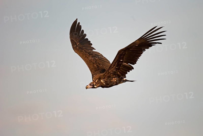 Cinereous vulture