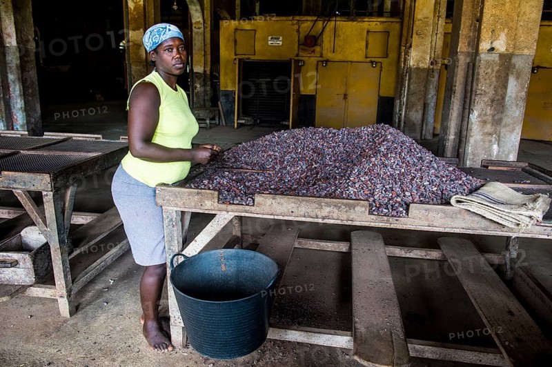 Woman collecting cocoa beans
