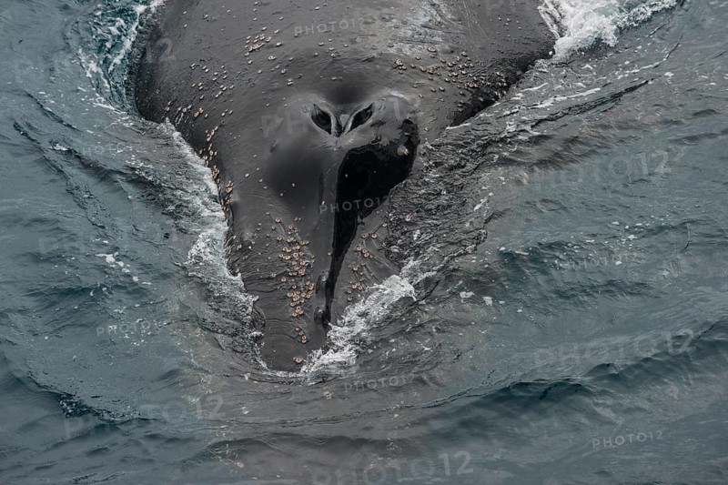 Humpback whale