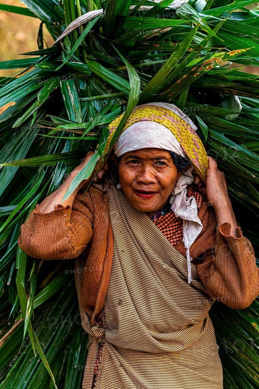 Tribal khasi woman carrying a huge palm leaf