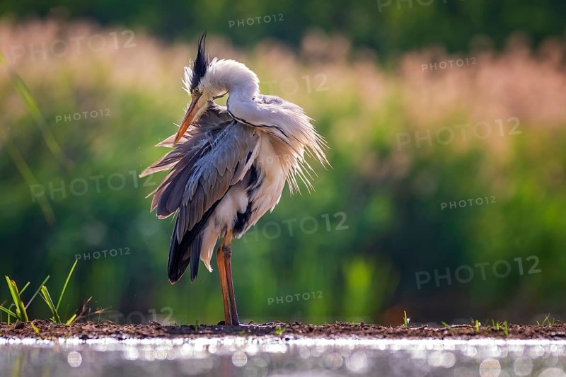 Grey heron