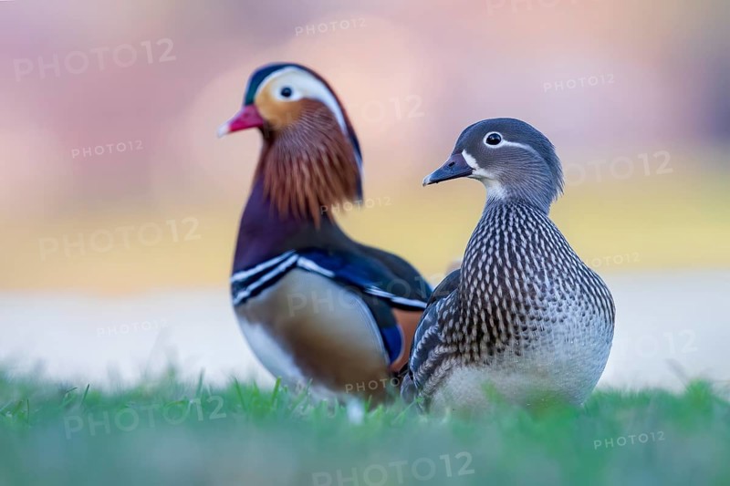Mandarin duck