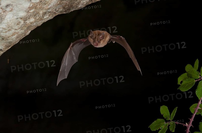 Greater horseshoe bats