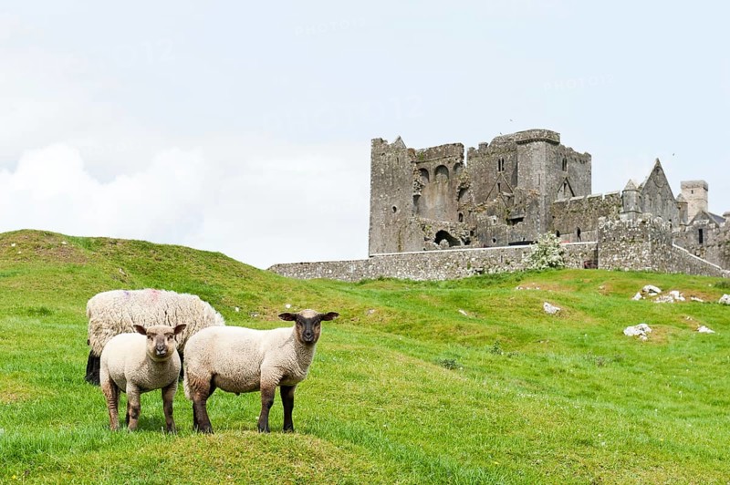 Grazing land for sheep