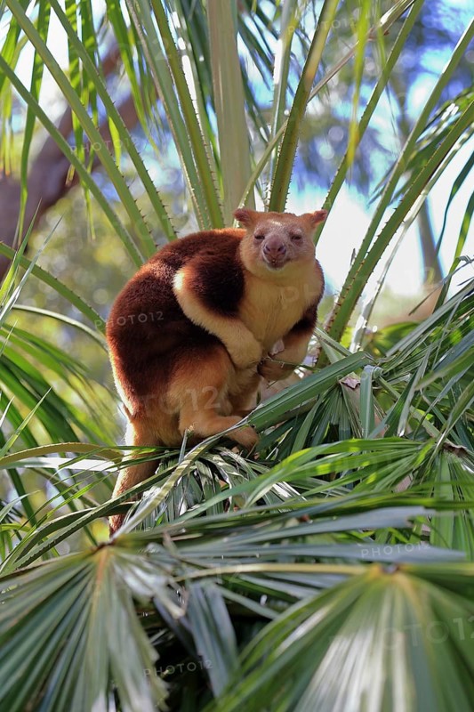 Goodfellow tree kangaroo