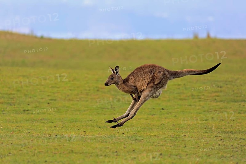 Eastern grey kangaroo