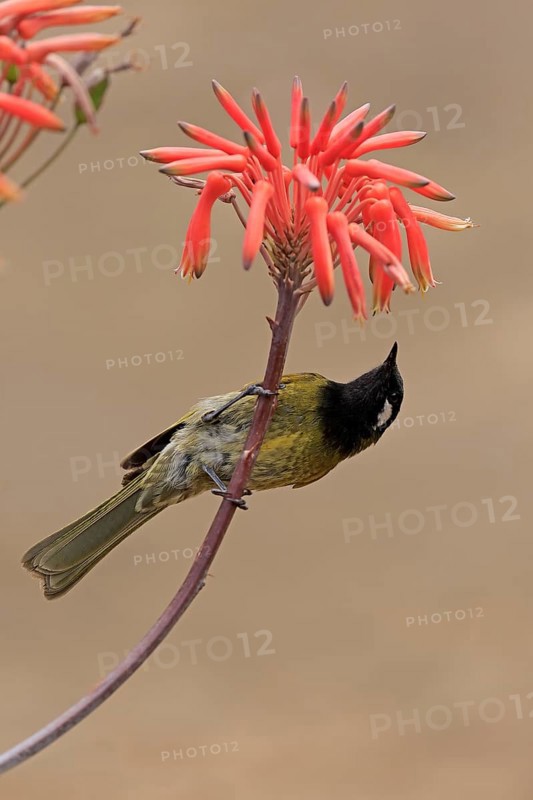 Black-throated Honeyeater