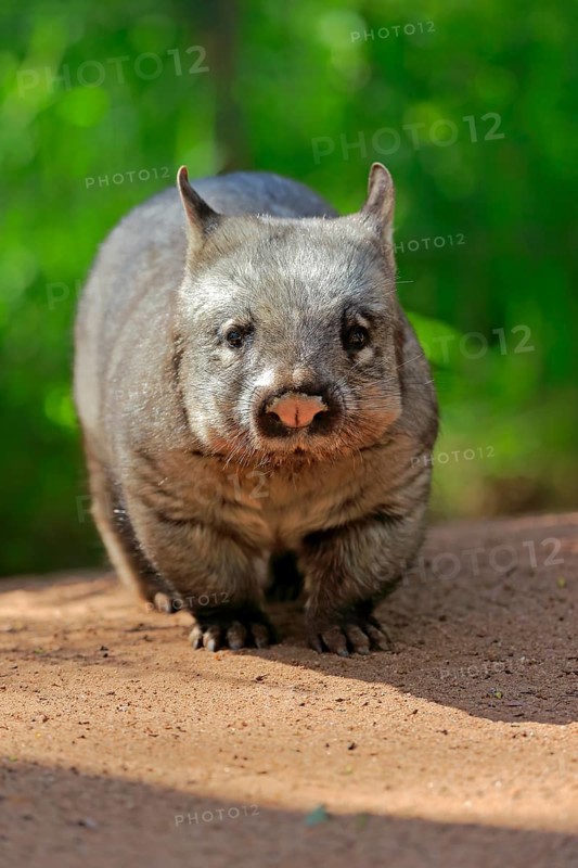 Southern hairy-nosed wombat