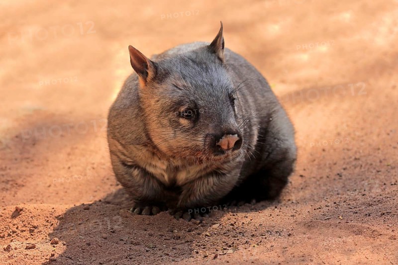 Southern hairy-nosed wombat