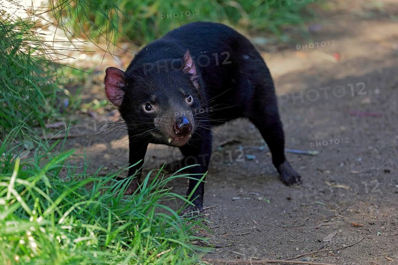 Tasmanian devil