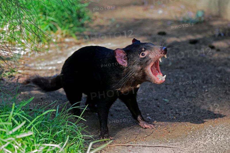 Tasmanian devil