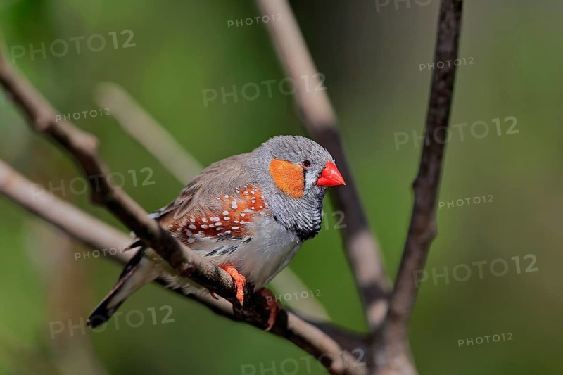 Zebra finch