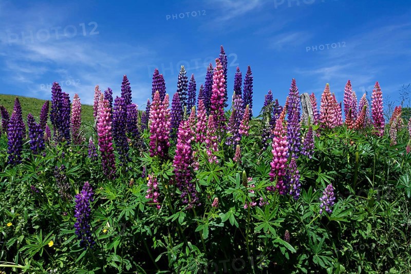 Lupines
