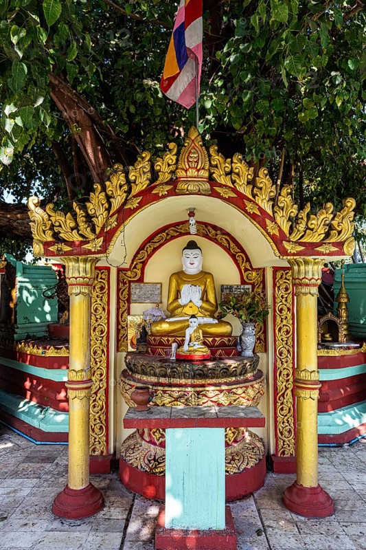 Buddha statues around a huge tree