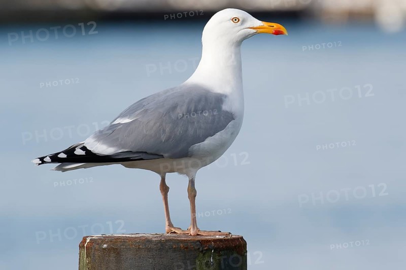 European herring gull