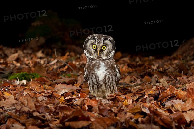 Tengmalm's owl