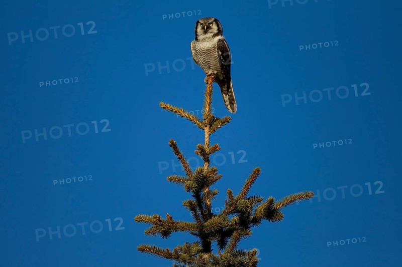 Northern Hawk Owl