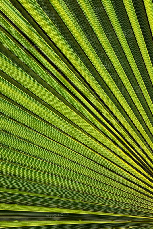 Leaf of a petticoat palm or Washington palm