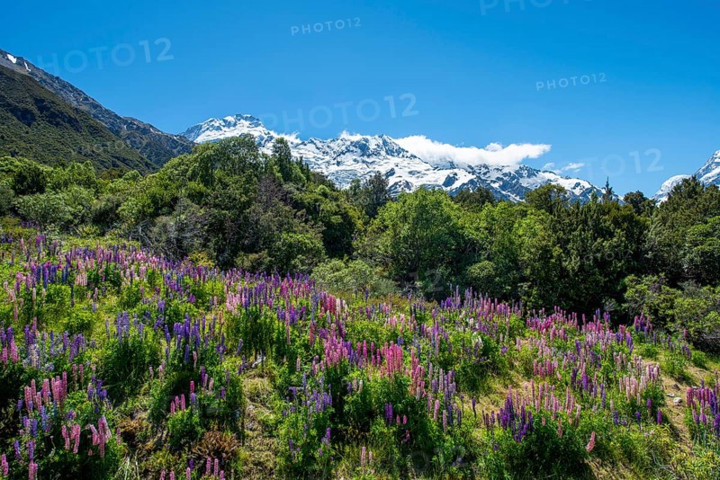 Purple Multileaved Lupines