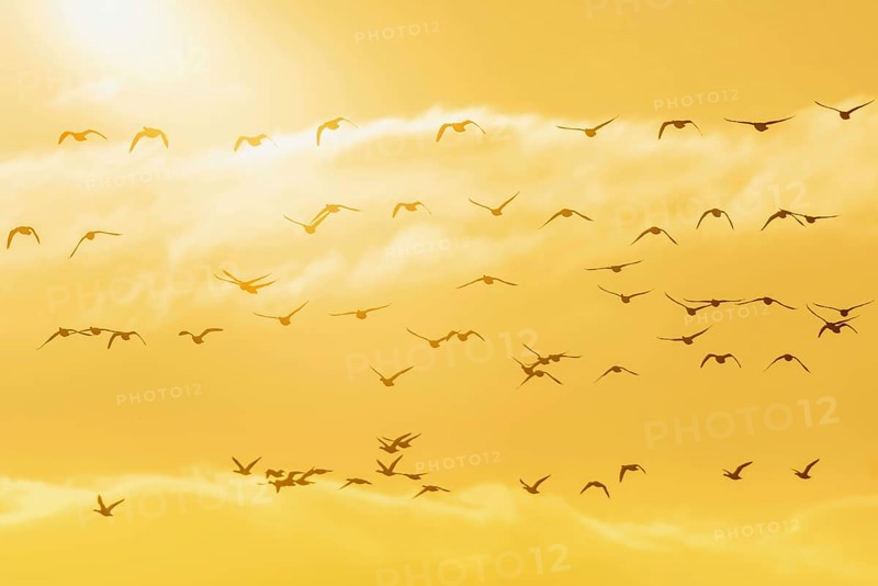 Brent Geese in flight in the Sunrise