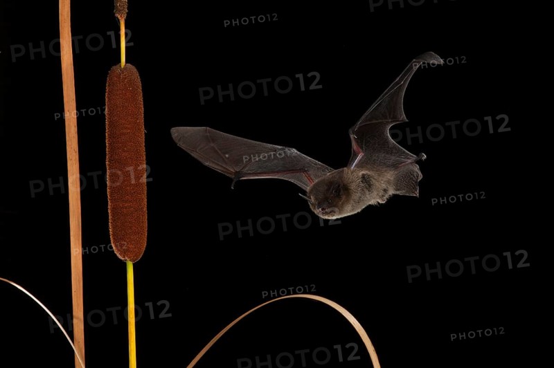 Nathusius's pipistrelle