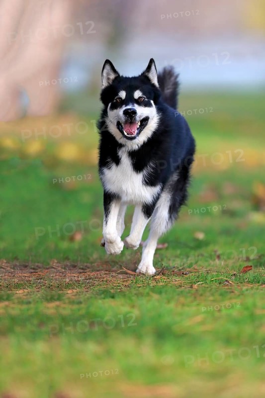 Alaskan Malamute