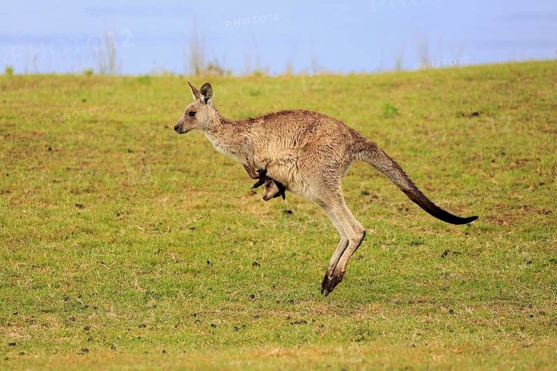 Eastern grey kangaroo