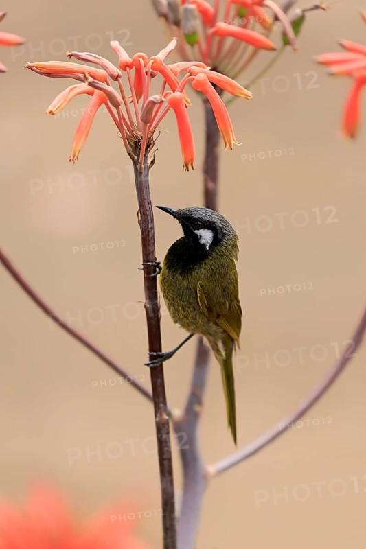 Black-throated Honeyeater