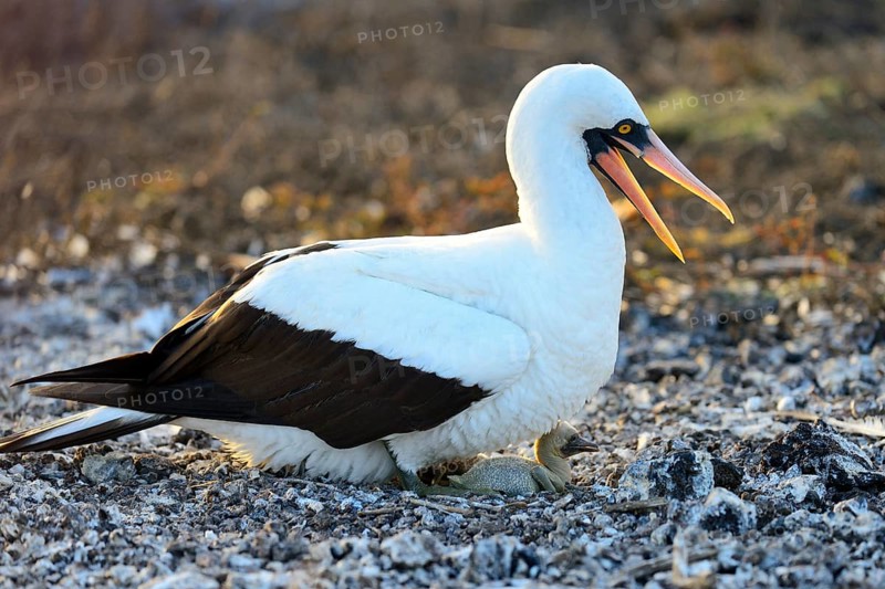 Nazca booby