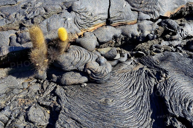 Lava cactus