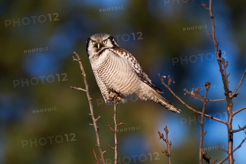 Northern Hawk Owl