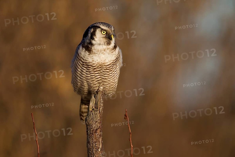 Northern Hawk Owl
