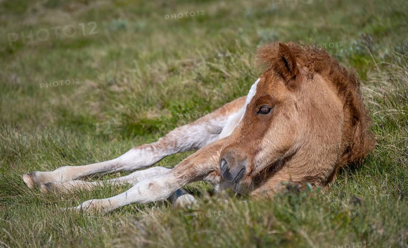 Norwegian fjord horse