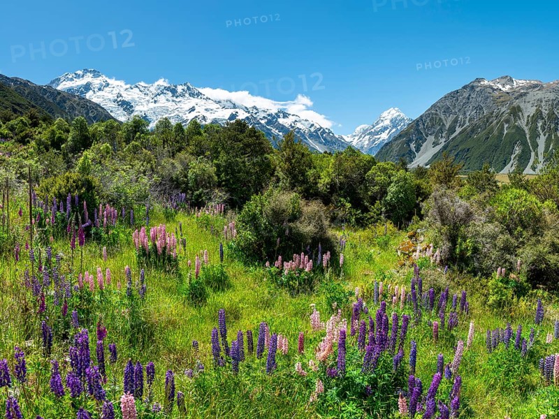 Purple multileaved lupines