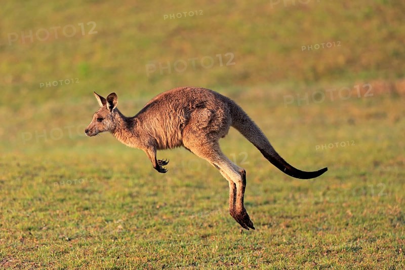 Eastern grey kangaroo