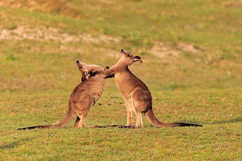 Eastern grey kangaroo