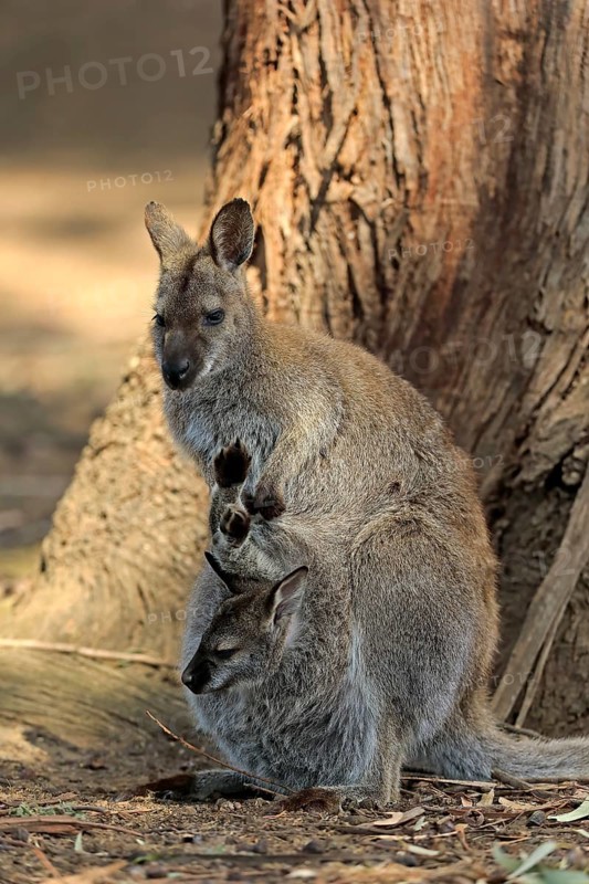 Red-necked wallaby