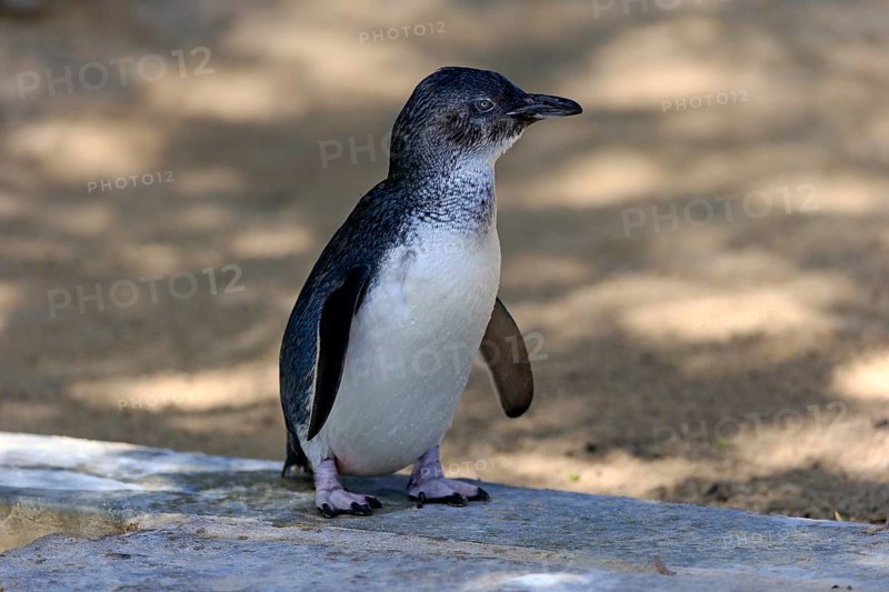 Little penguin