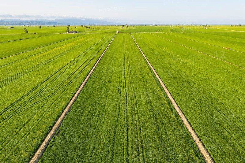 Rice fields
