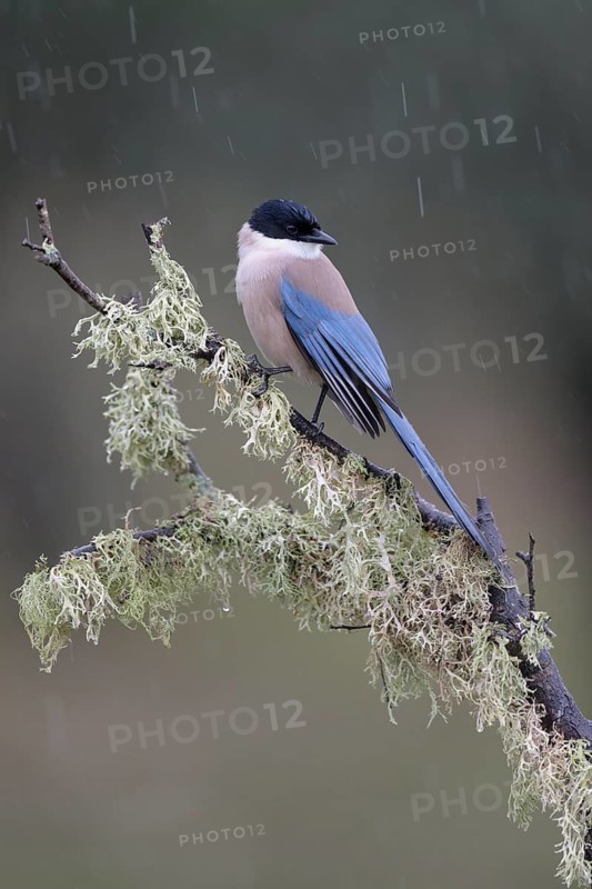 Azure-winged Magpie
