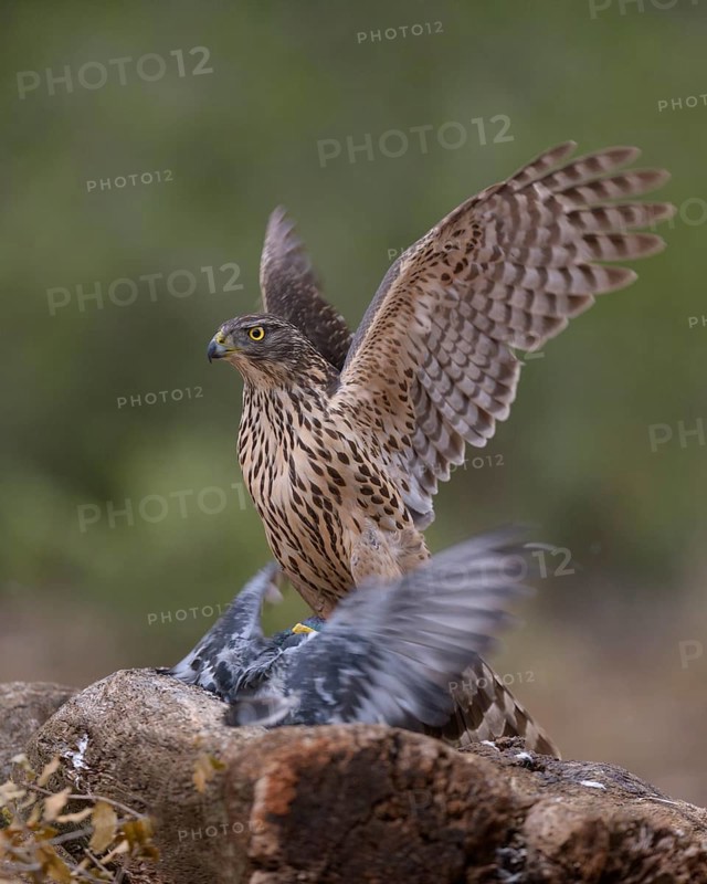 Northern goshawk